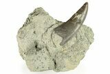 Rare, Serrated, Megalosaurid (Marshosaurus) Tooth - Colorado #269856-1